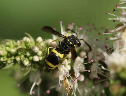 Ancistrocerus sp.